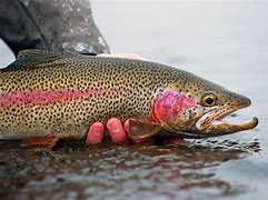 Image result for Rainbow Trout