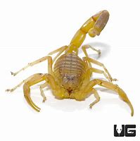 Image result for Deathstalker Scorpion