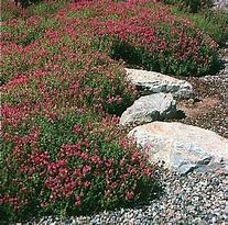 Image result for Low Mounding Perennials
