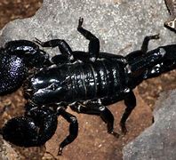 Image result for Black Emperor Scorpion