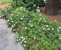 Image result for Dwarf Radicans Gardenia, 1 Gal- Dwarf Size Brings Gardenia Smell To Any Landscape, Cold Hardy