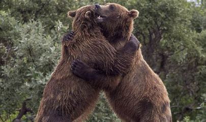 Image result for two grizzly bears bear hugging