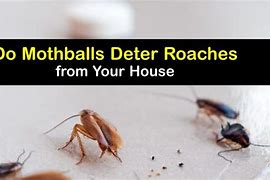 Image result for Mothballs Roaches