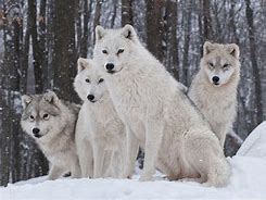 Image result for Wolf Pack