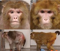 Image result for Rhesus Monkey Blood
