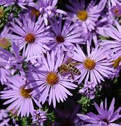 Image result for Perennial Flowers at Lowe's