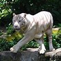 Image result for Singapore Zoo White Tiger