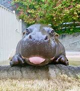 Image result for Funny Hippo