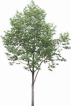 Image result for Eucalyptus Plant, 3 Gal- Fast Growing... Cold Hardy... Wonderfully Aromatic