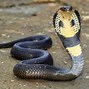 Image result for Long Snake