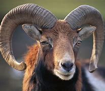 Image result for What Is Ram Animal