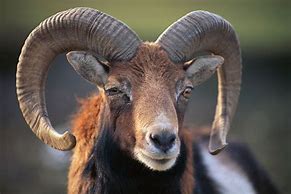 Image result for What Is a Ram Animal