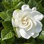 Image result for Gardenia Types of Flowers
