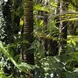 Image result for Tropical Environment