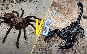 Image result for What Scorpion Will Eat a Tarantula