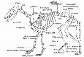 Image result for Fox Bone Anatomy