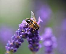 Image result for Lavender Bees