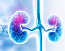 Image result for Famous Kidneys