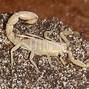 Image result for Pictures Small Yellow Scorpion