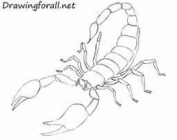 Image result for Scorpion Animal Drawing