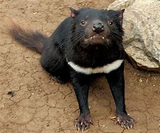 Image result for Tasmanian Devil
