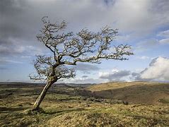 Image result for Windswept Trees