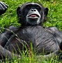 Image result for Funny Monkey Face Pics