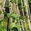 Image result for Bamboo Potted Plant Trellis