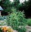 Image result for Spiral Tomato Stakes 6Ft