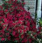 Image result for 4 Plants (Red Ruffles Azalea Shrub/Bush, 1 Gal- Big, Bright Red Color For Small Landscapes