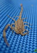Image result for House Scorpion
