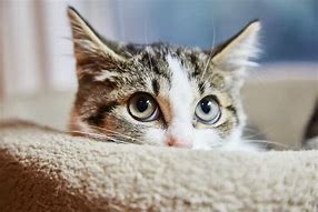 Image result for Anxiety Cat