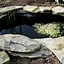 Image result for Garden Pond Fountain Ideas