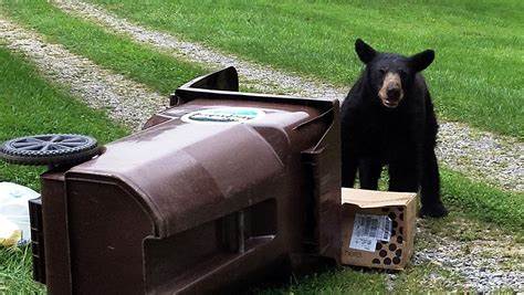 Trash cans hold potential danger for bears