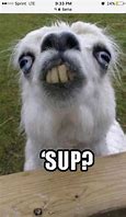 Image result for Llama Funny Animal Memes