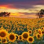 Image result for Kansas Sights to See
