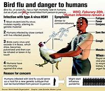Image result for Bird Flu to Human