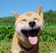 Image result for Happy Dogs Animal