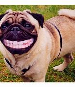 Image result for Funny Dog Pictuers
