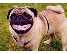 Image result for Funny Pics of Dogs