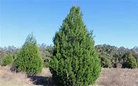 Image result for Southern Red Cedar Tree