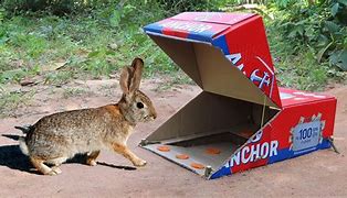 Image result for Build a Box Rabbit Trap