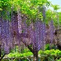 Image result for Purple Wisteria Tree Flower