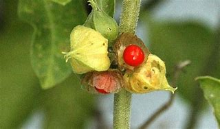 Image result for Ashwagandha Berries