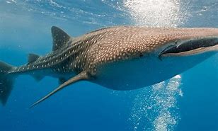 Image result for Whale Shark Species