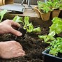 Image result for Organic Gardening Products