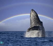 Image result for Humpback Whale Wallpaper