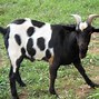 Image result for Beautiful Goat Breeds