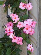 Image result for Outdoor Climbing Plants