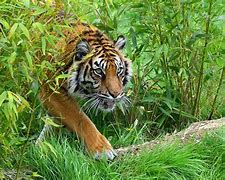 Image result for Sumatran Tiger Habitat